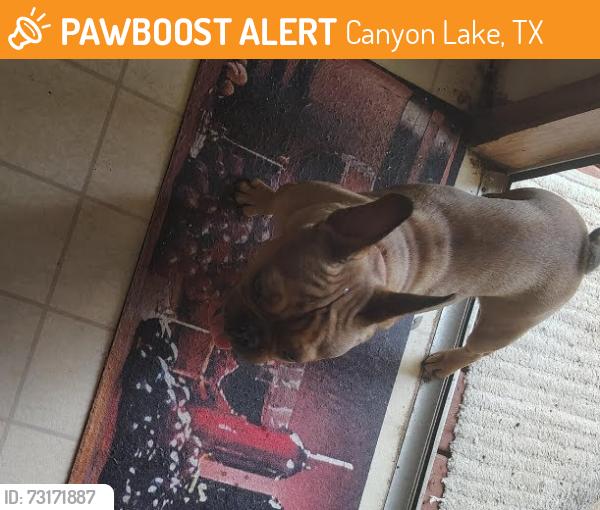 Found/Stray Male Dog last seen Near Qappullea dr canyon lake Tx 78133, Canyon Lake, TX 78133
