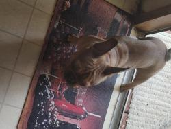Found/Stray Male Dog last seen Near Qappullea dr canyon lake Tx 78133, Canyon Lake, TX 78133