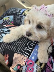 Reunited Female Dog last seen Near Woodduck Ct, San Leandro, CA 94579, USA, San Leandro, CA 94579