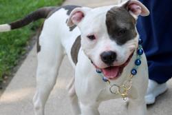 Shelter Stray Male Dog last seen Forest Avenue, STATEN ISLAND, NY, 10303, 3139 Veterans Rd W, Staten Island, NY 10309, USA