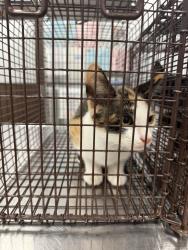 Shelter Stray Female Cat last seen 1007B N Highway 93, SCOTT, LA, 70583, 410 Dugas Rd, Lafayette, LA 70507, USA