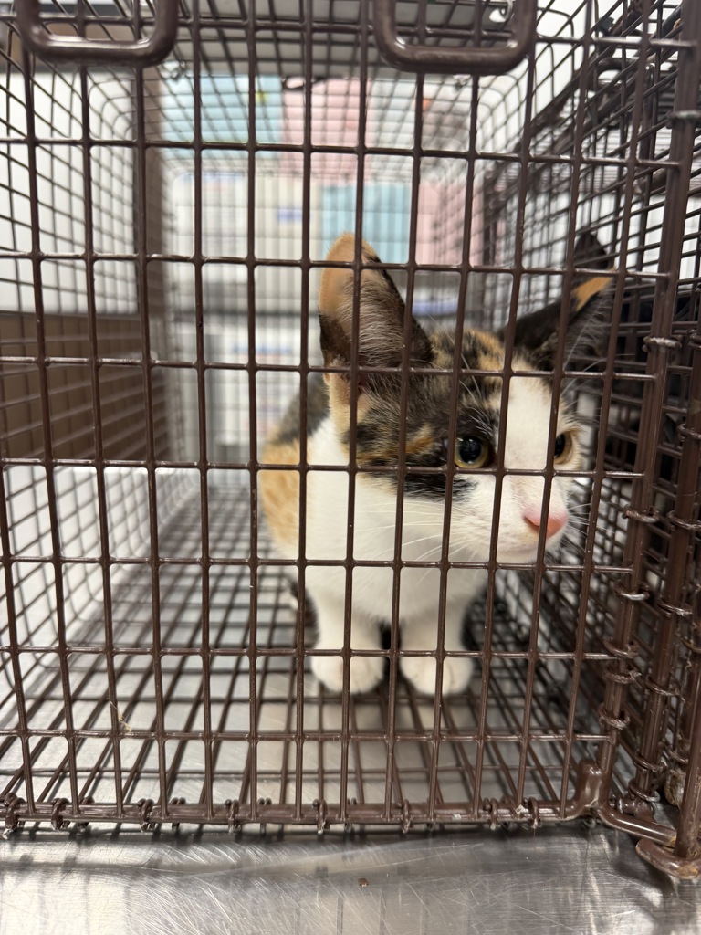 Shelter Stray Female Cat last seen 1007B N Highway 93, SCOTT, LA, 70583, 410 Dugas Rd, Lafayette, LA 70507, USA