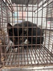 Shelter Stray Female Cat last seen 1007B N Highway 93, SCOTT, LA, 70583, 410 Dugas Rd, Lafayette, LA 70507, USA