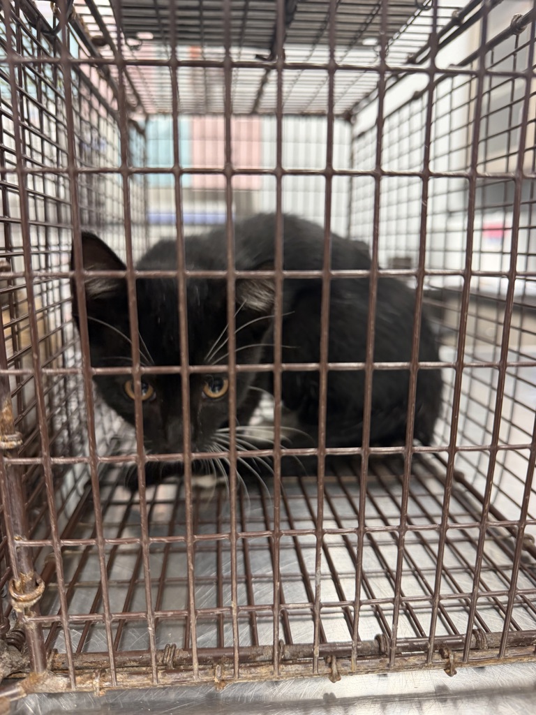 Shelter Stray Female Cat last seen 1007B N Highway 93, SCOTT, LA, 70583, 410 Dugas Rd, Lafayette, LA 70507, USA