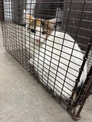 Shelter Stray Female Cat last seen Near Gentry Circle, LAFAYETTE, LA, 70508, 410 Dugas Rd, Lafayette, LA 70507, USA