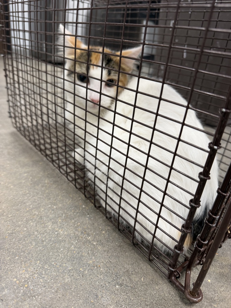 Shelter Stray Female Cat last seen Near Gentry Circle, LAFAYETTE, LA, 70508, 410 Dugas Rd, Lafayette, LA 70507, USA