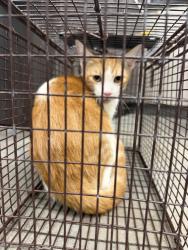 Shelter Stray Male Cat last seen Near Gentry Circle, LAFAYETTE, LA, 70508, 410 Dugas Rd, Lafayette, LA 70507, USA