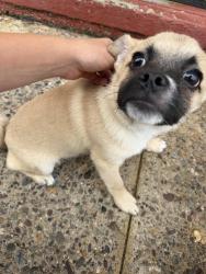 Found/Stray Unknown Dog last seen 6th and w thompson, Philadelphia, PA 19122