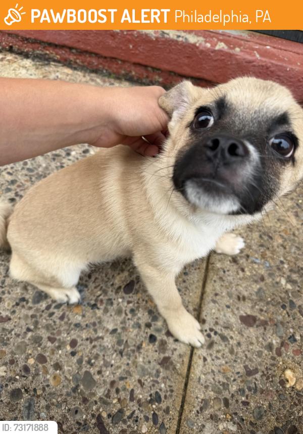 Found/Stray Unknown Dog last seen 6th and w thompson, Philadelphia, PA 19122