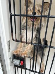 Shelter Stray Male Dog last seen Turtle Pond Lane, VIRGINIA BEACH 23451, VA, 341 S Birdneck Rd, Virginia Beach, VA 23451, USA