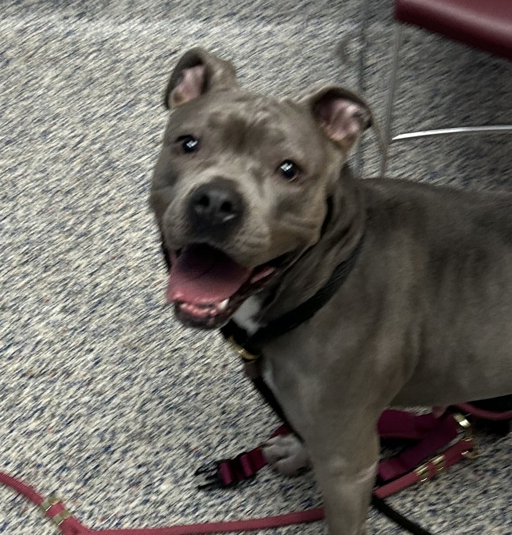 Shelter Stray Female Dog last seen W 80th Ave & Wadsworth Blvd, Arvada, CO, 80003, 580 McIntyre St, Golden, CO 80401, USA