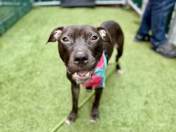 Shelter Stray Female Dog last seen Outside of ACC, NEW YORK, NY, 10029, 326 E 110th St, New York, NY 10029, USA