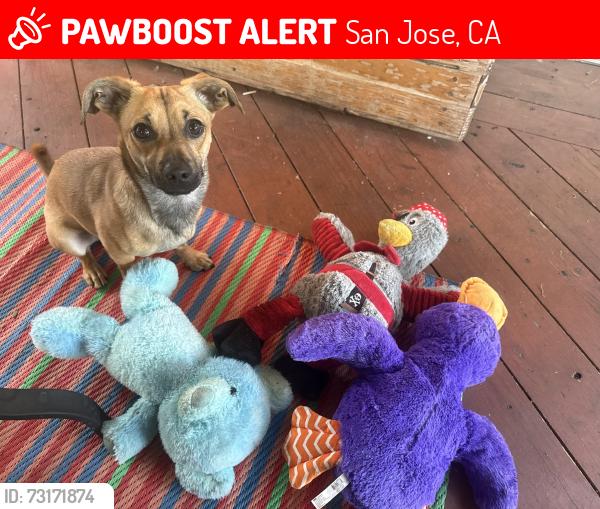 Lost Male Dog last seen Ocala Ave San Jose, CA 95122, San Jose, CA 95122