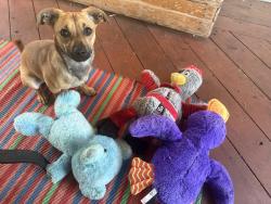 Lost Male Dog last seen Ocala Ave San Jose, CA 95122, San Jose, CA 95122