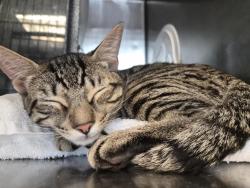Shelter Stray Male Cat last seen Near W 134th Street, NEW YORK, NY, 10031, 326 E 110th St, New York, NY 10029, USA
