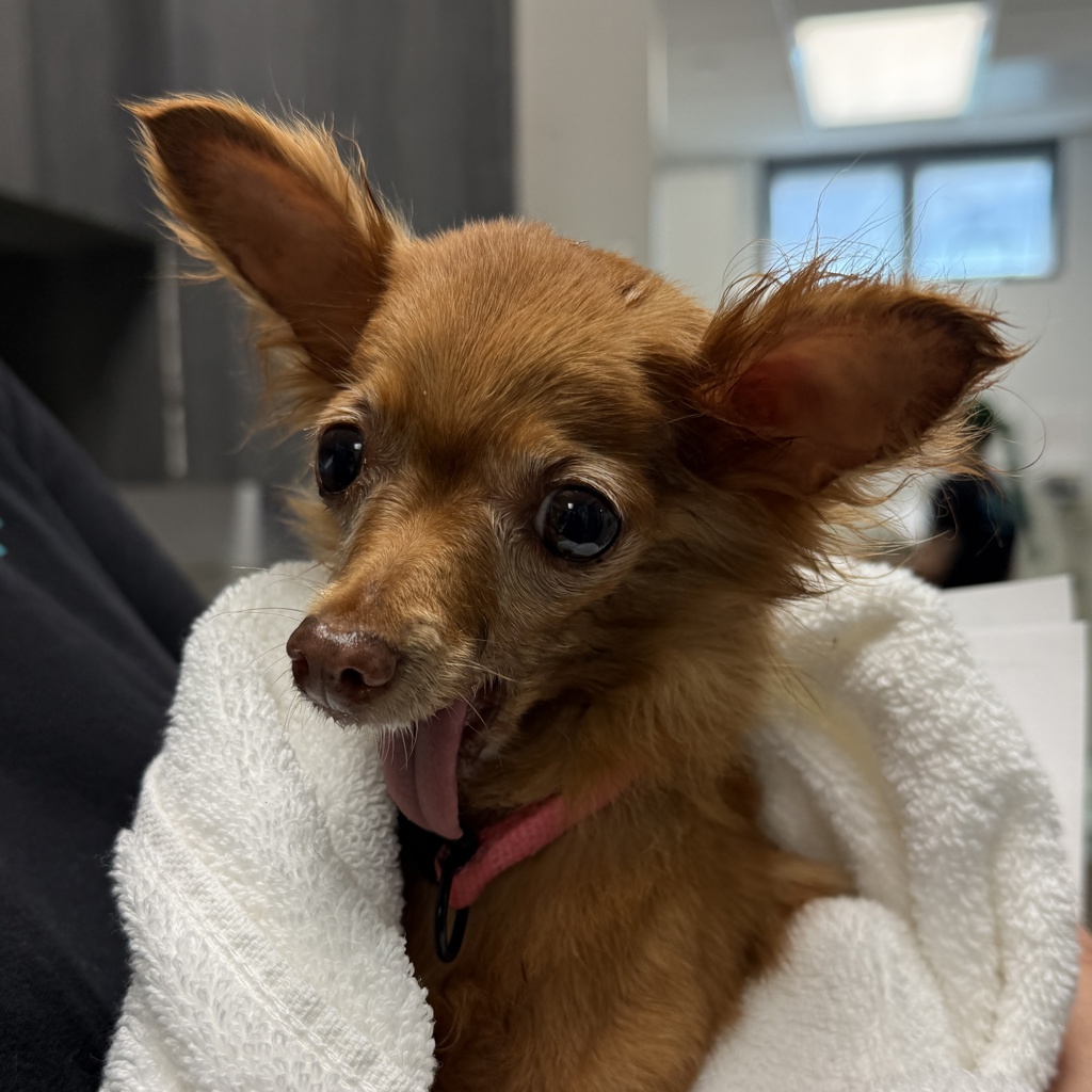 Shelter Stray Female Dog last seen Alley Way in Barrio Logan, San Diego, CA, 92113, 5500 Gaines St, San Diego, CA 92110, USA