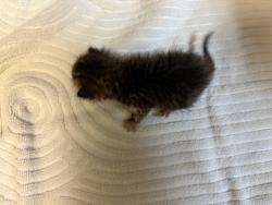 Shelter Stray Male Cat last seen Near Stewart Drive, Vista, CA, 92083, Oceanside, CA 92058, USA