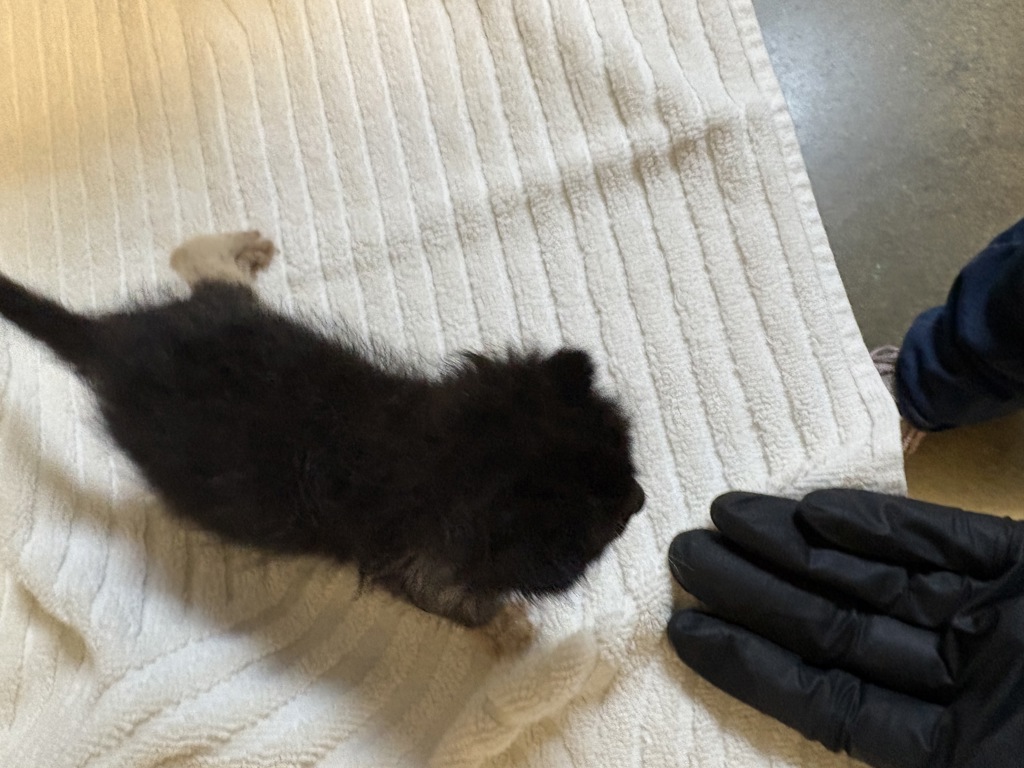 Shelter Stray Male Cat last seen Near Stewart Drive, Vista, CA, 92083, Oceanside, CA 92058, USA