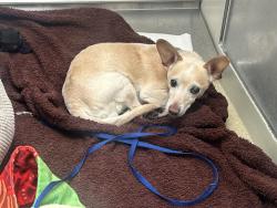 Shelter Stray Male Dog last seen Near Roselle Avenue, Oceanside, CA, 92056, Oceanside, CA 92058, USA