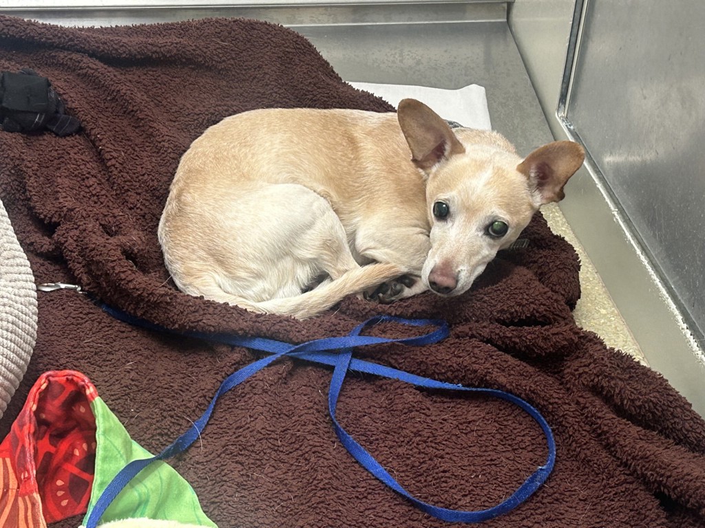 Shelter Stray Male Dog last seen Near Roselle Avenue, Oceanside, CA, 92056, Oceanside, CA 92058, USA