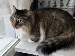 Shelter Stray Female Cat last seen Near E Greenwood Avenue, Midvale, UT, 84047, 511 W 3900 S, Salt Lake City, UT 84123, USA
