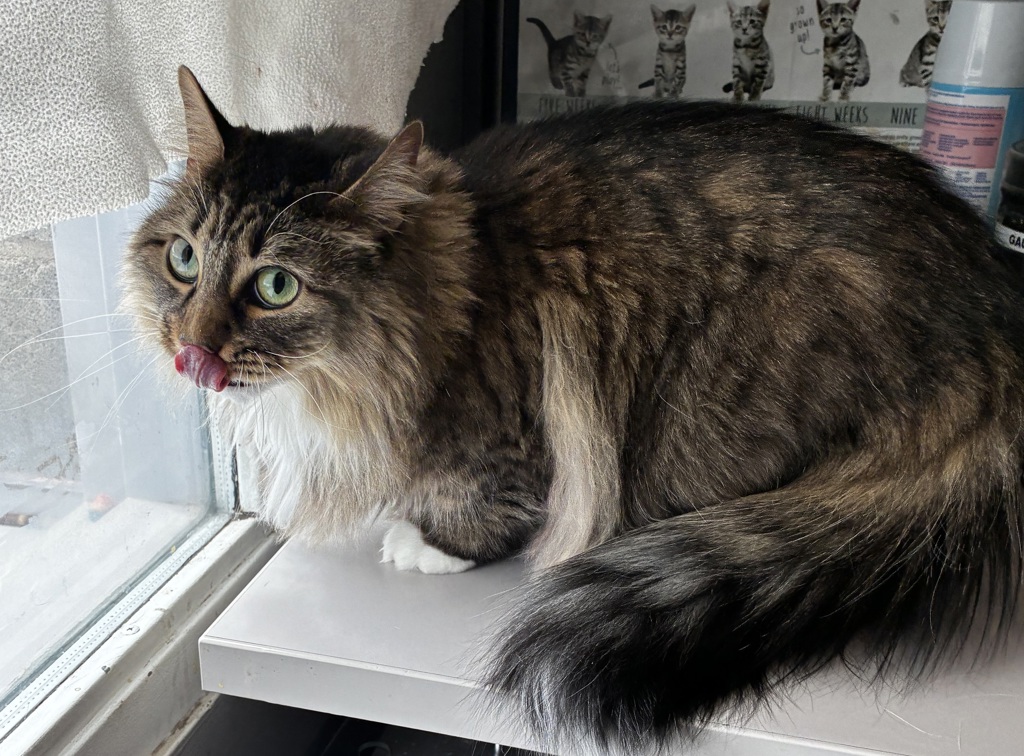 Shelter Stray Female Cat last seen Near E Greenwood Avenue, Midvale, UT, 84047, 511 W 3900 S, Salt Lake City, UT 84123, USA