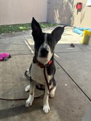 Shelter Stray Male Dog last seen Clairmont Mesa Boulevard, San Diego, CA, 92117, 5500 Gaines St, San Diego, CA 92110, USA