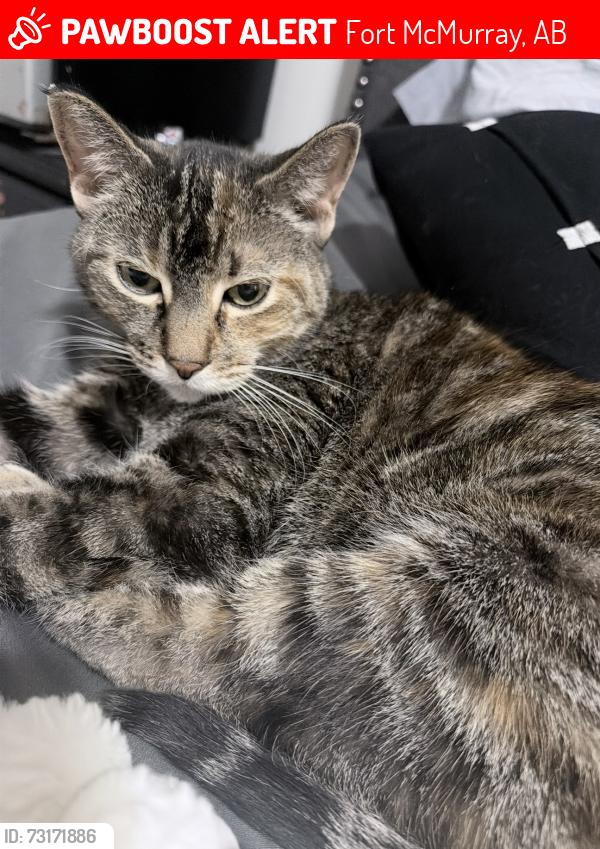 Lost Female Cat last seen J w mann dr, Fort McMurray, AB 