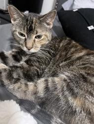 Lost Female Cat last seen J w mann dr, Fort McMurray, AB 