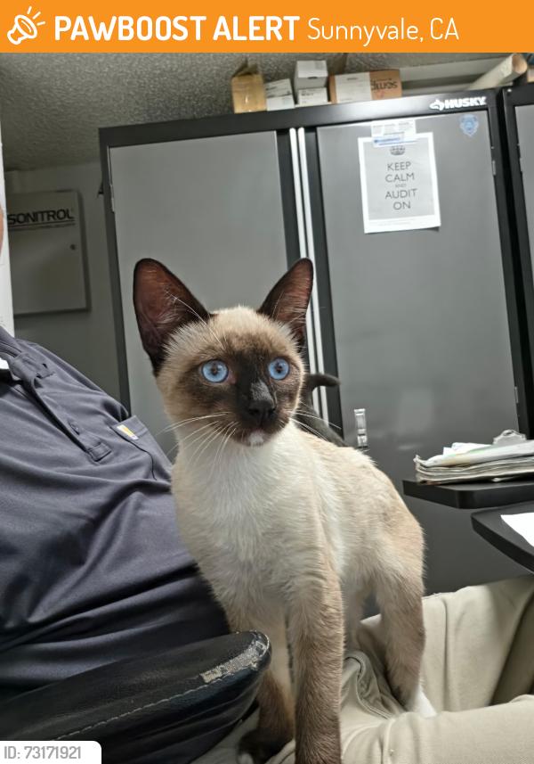 Found/Stray Male Cat last seen El camino and fairoaks ave, Sunnyvale, CA 94085