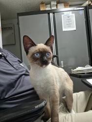 Found/Stray Male Cat last seen El camino and fairoaks ave, Sunnyvale, CA 94085