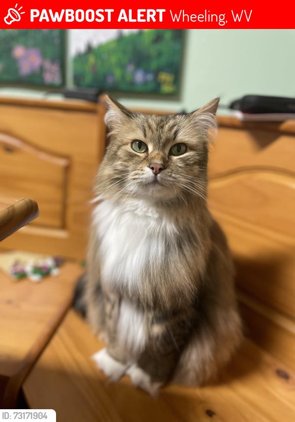 Lost Male Cat last seen East Paxton Ave, Wheeling, WV 26003