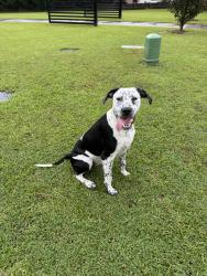 Found/Stray Female Dog last seen Redding dr, Houston County, GA 31047