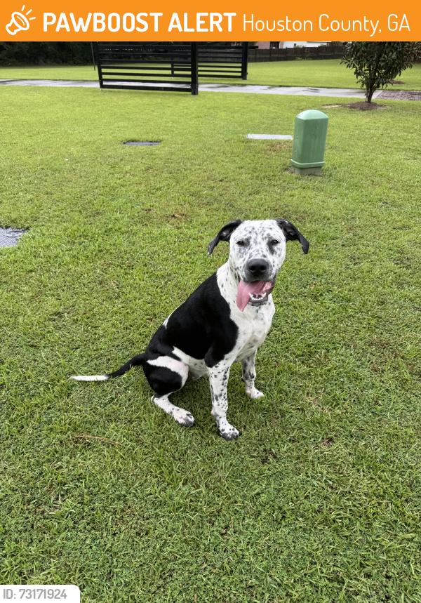 Found/Stray Female Dog last seen Redding dr, Houston County, GA 31047