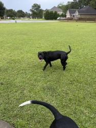 Found/Stray Female Dog last seen Redding dr, Houston County, GA 31047