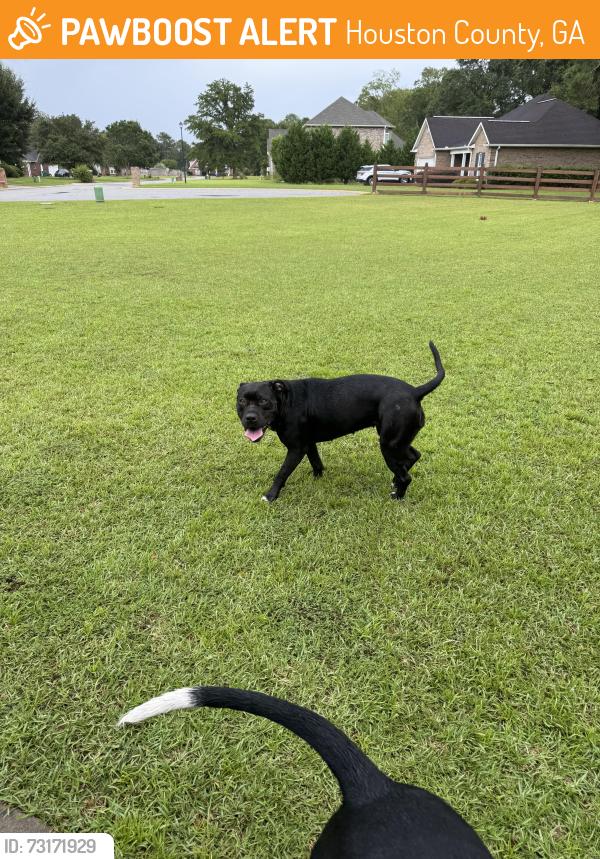 Found/Stray Female Dog last seen Redding dr, Houston County, GA 31047