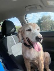 Found/Stray Female Dog last seen Maa Heather Glen, Orlando, FL 32837