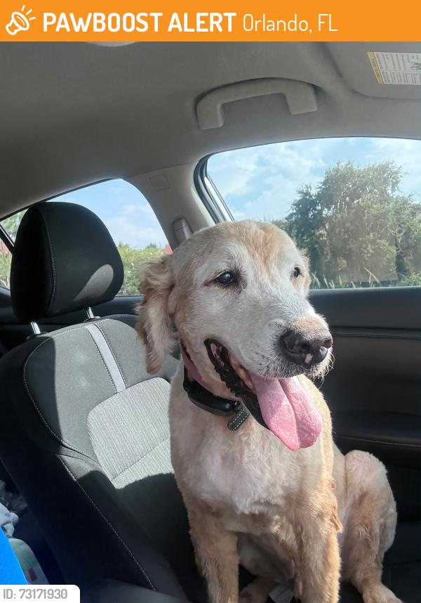 Found/Stray Female Dog last seen Maa Heather Glen, Orlando, FL 32837