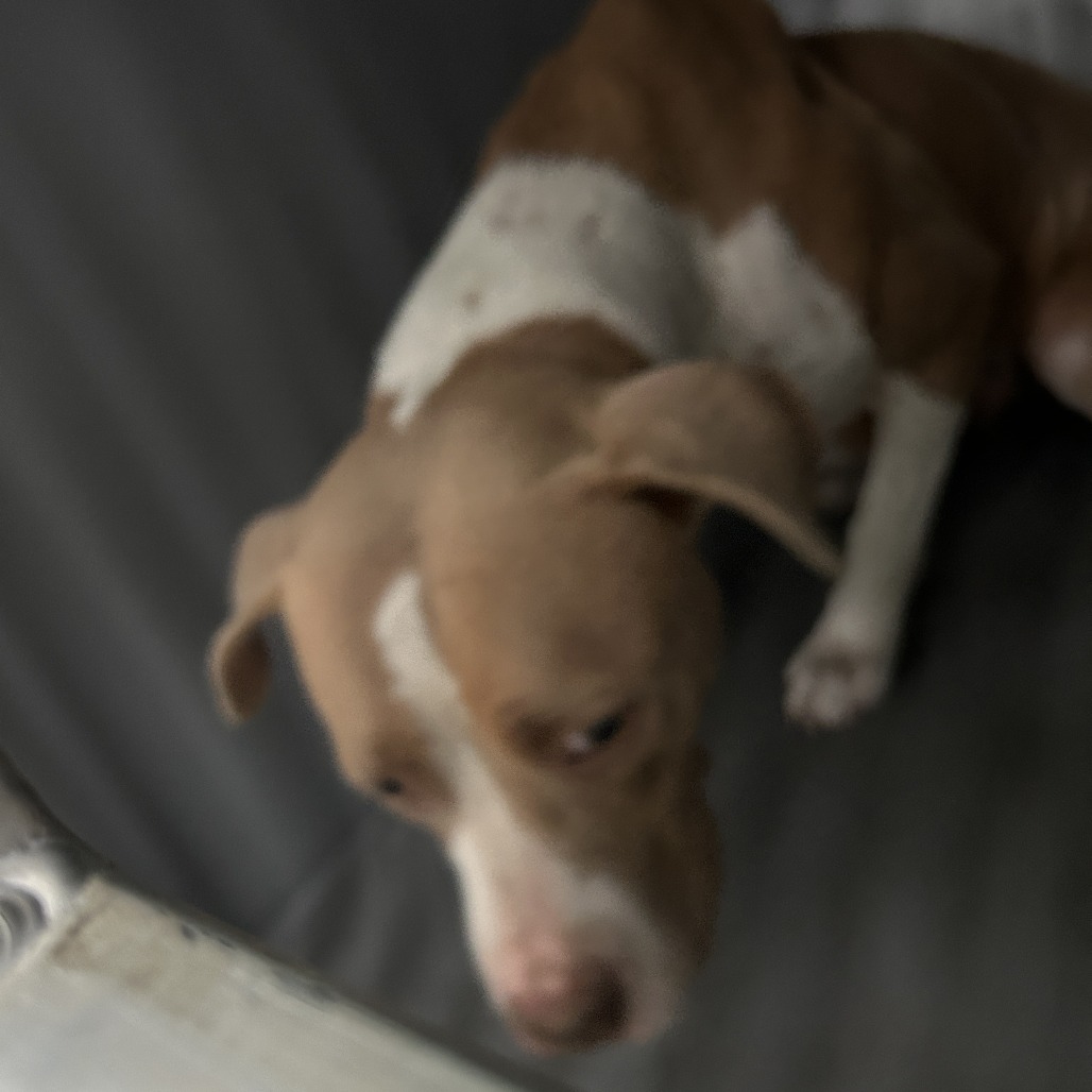 Shelter Stray Female Dog last seen , 980 Guilford College Rd, Greensboro, NC 27409, USA