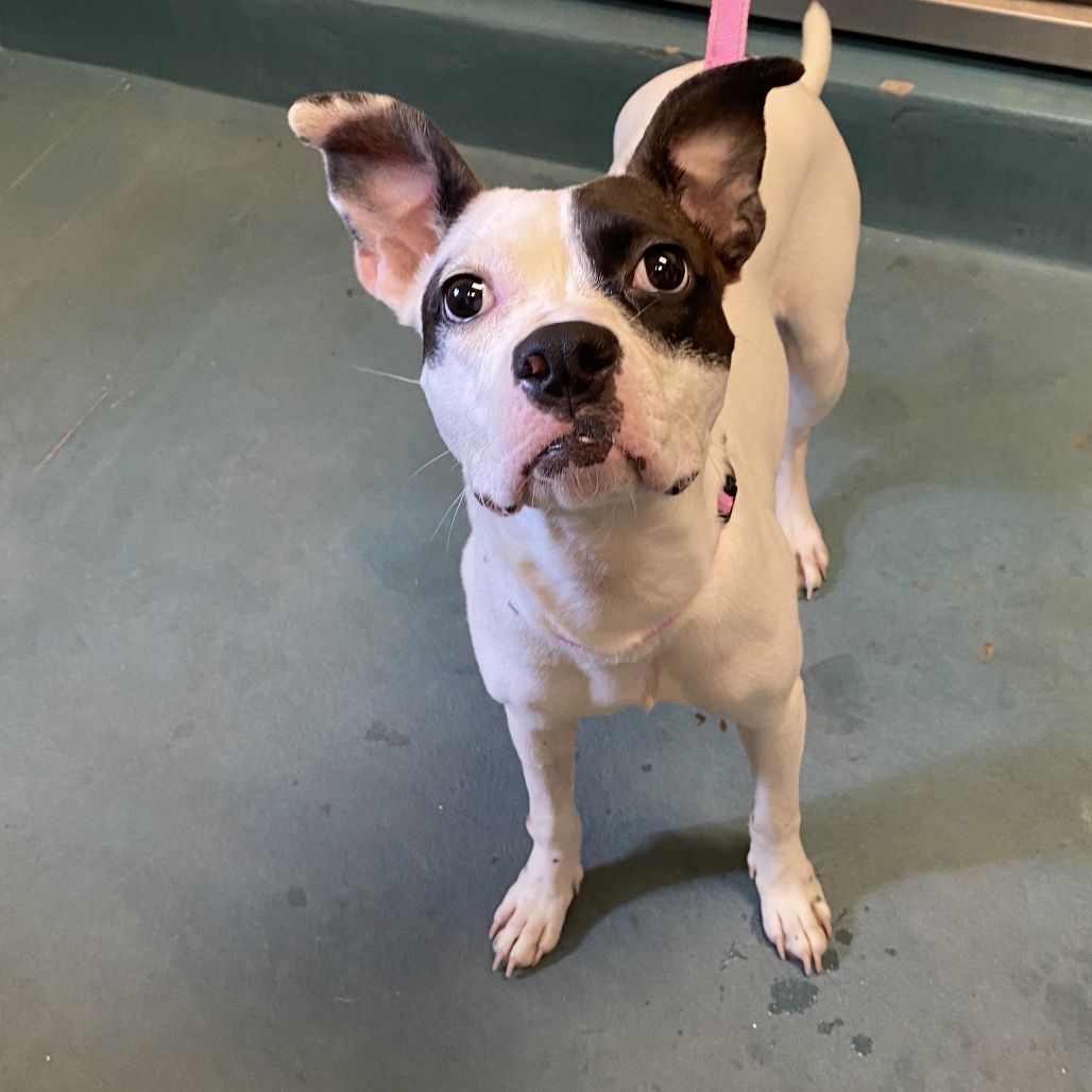 Shelter Stray Female Dog last seen , 2350 Appling City Cove, Memphis, TN 38133, USA