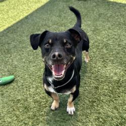 Shelter Stray Male Dog last seen , 12910 Yukon Ave, Hawthorne, CA 90250, USA