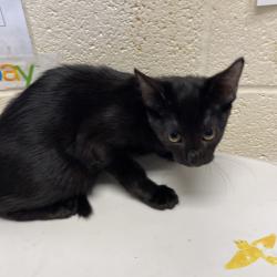 Shelter Stray Female Cat last seen , 2350 Appling City Cove, Memphis, TN 38133, USA