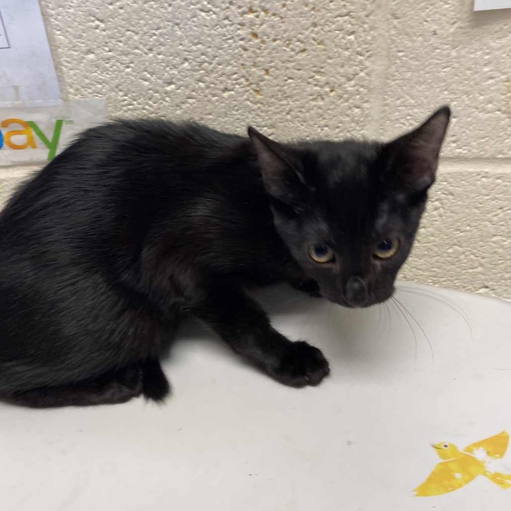 Shelter Stray Female Cat last seen , 2350 Appling City Cove, Memphis, TN 38133, USA
