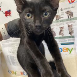 Shelter Stray Male Cat last seen , 2350 Appling City Cove, Memphis, TN 38133, USA