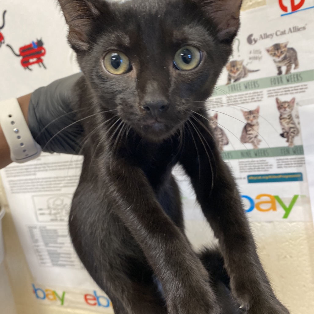 Shelter Stray Male Cat last seen , 2350 Appling City Cove, Memphis, TN 38133, USA