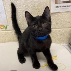 Shelter Stray Male Cat last seen , 2350 Appling City Cove, Memphis, TN 38133, USA