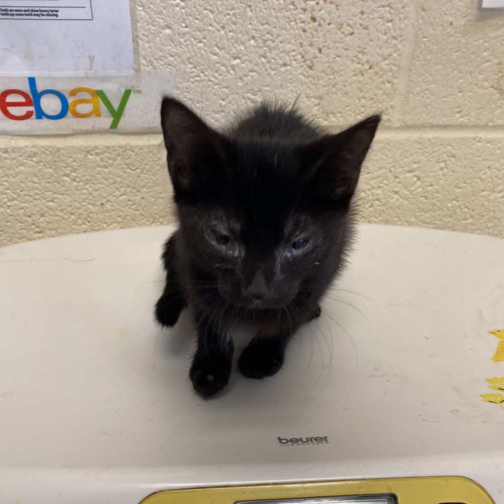 Shelter Stray Male Cat last seen , 2350 Appling City Cove, Memphis, TN 38133, USA