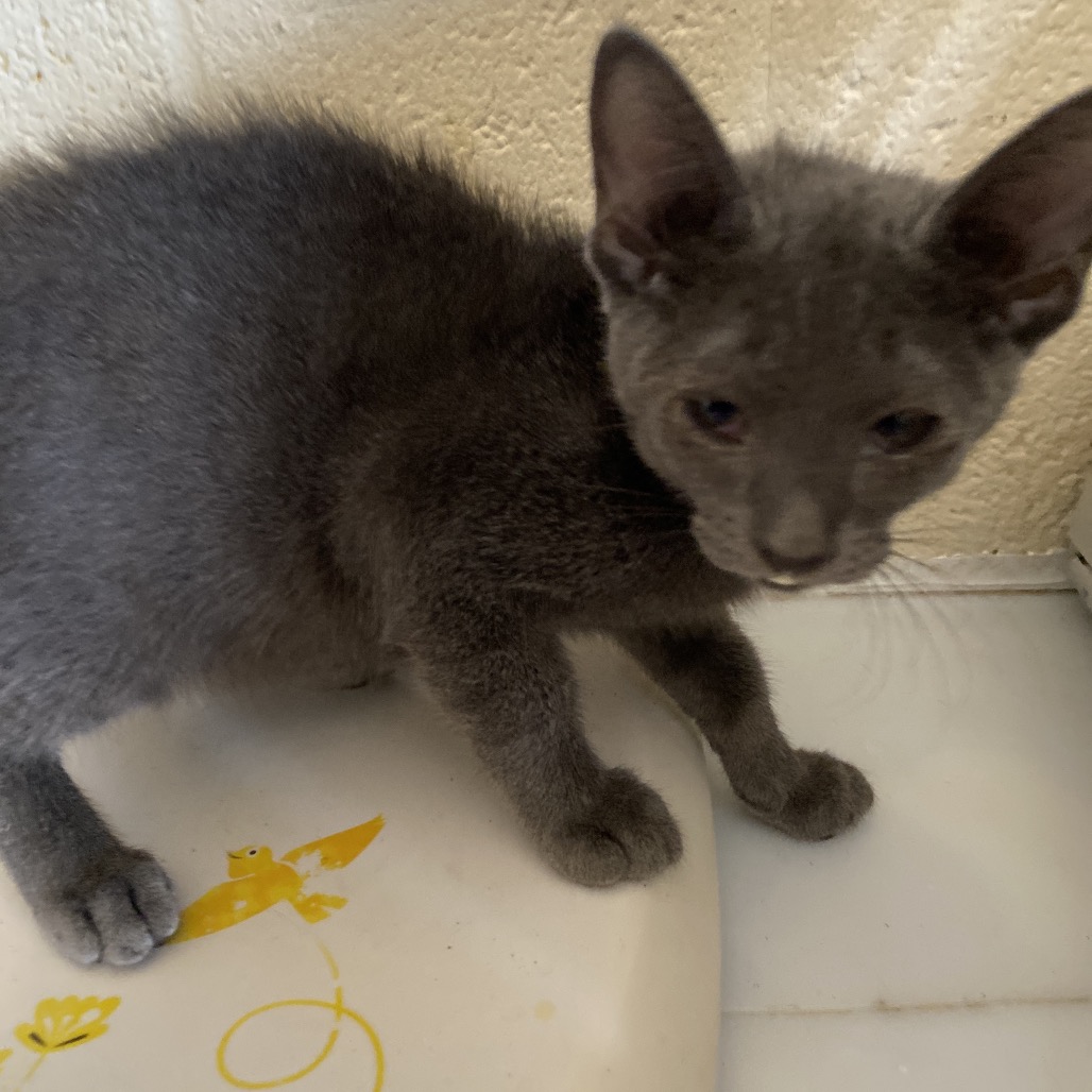 Shelter Stray Male Cat last seen , 2350 Appling City Cove, Memphis, TN 38133, USA