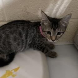 Shelter Stray Female Cat last seen , 2350 Appling City Cove, Memphis, TN 38133, USA