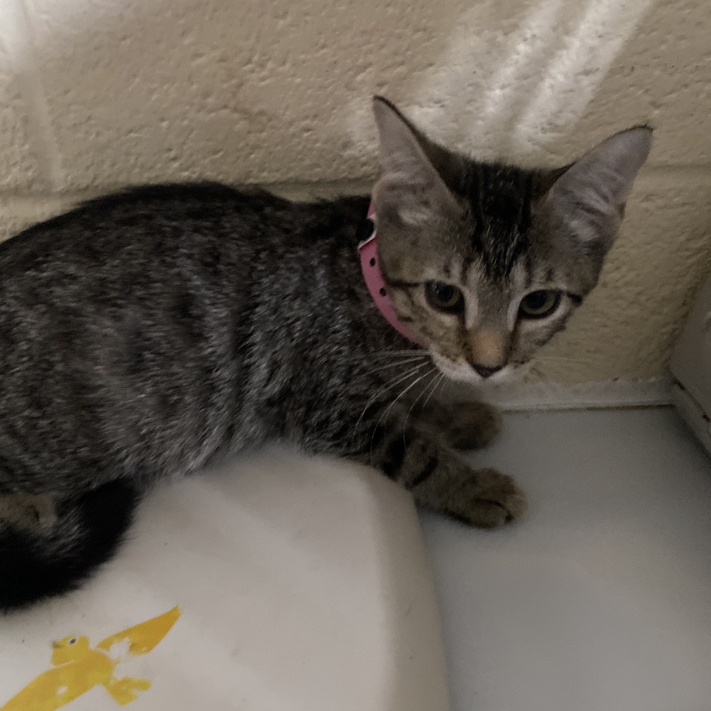 Shelter Stray Female Cat last seen , 2350 Appling City Cove, Memphis, TN 38133, USA